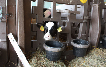 В БЕЛАРУСИ ПОСТРОЯТ 528 ПРОФИЛАКТОРИЕВ ДЛЯ ТЕЛЯТ