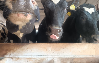 Ключевые правила ухода за КРС: практическое руководство для фермы